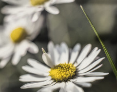 25929946412_e9bcffa78c_m